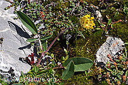 Alpen-Wundklee (Anthyllis vulneraria ssp. alpestris) (F171322)
