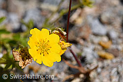 Gold-Fingerkraut (Potentilla aurea) (F171328)
