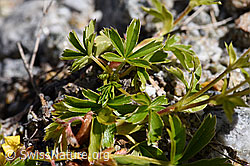 Gold-Fingerkraut (Potentilla aurea) (F171329)