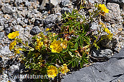 Gold-Fingerkraut (Potentilla aurea) (F171332)