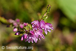 Besenheide (Calluna vulgaris) (F171666)