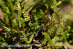 Besenheide (Calluna vulgaris) (F171667)