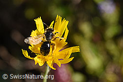 Stumpfzähnige Zottelbiene (Panurgus calcaratus) (F171670)