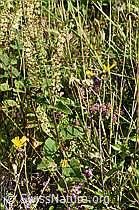 Salbeiblättriger Gamander (Teucrium scorodonia) (F171677)