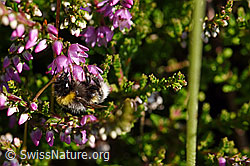 Hellgelbe Erdhummel (Bombus lucorum) an Besenheide (Calluna vulgaris) (F171681)