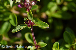 Arznei-Thymian (Thymus pulegioides) (F171683)