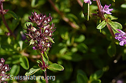 Arznei-Thymian (Thymus pulegioides) (F171684)