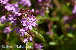 Arznei-Thymian (Thymus pulegioides) (F171685)