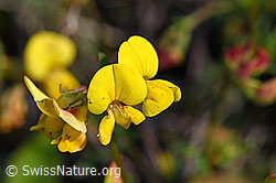 F171710: Gewöhnlicher Hornklee (Lotus corniculatus)