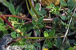F171713: Gewöhnlicher Hornklee (Lotus corniculatus)