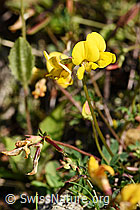 F171716: Gewöhnlicher Hornklee (Lotus corniculatus)