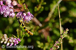 Besenheide (Calluna vulgaris). Blüten