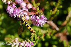 Gewöhnliche Langbauchschwebfliege (Sphaerophoria scripta) an Besenheide (Calluna vulgaris) (F171720)