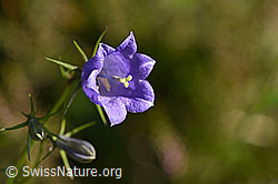 F171722: Rautenblättrige Glockenblume (Campanula rhomboidalis)