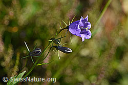 Rautenblättrige Glockenblume (Campanula rhomboidalis) (F171723)