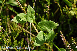 Rautenblättrige Glockenblume (Campanula rhomboidalis) (F171725)