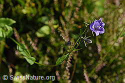 F171726: Rautenblättrige Glockenblume (Campanula rhomboidalis)