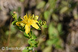 F171727: Geflecktes Johanniskraut (Hypericum maculatum)