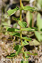 F171729: Geflecktes Johanniskraut (Hypericum maculatum)