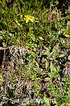 F171731: Geflecktes Johanniskraut (Hypericum maculatum)