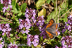 Kleiner Feuerfalter (Lycaena phlaeas) auf Arznei-Thymian (Thymus pulegioides) (F171735)