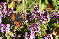 Kleiner Feuerfalter (Lycaena phlaeas) auf Arznei-Thymian (Thymus pulegioides) (F171736)