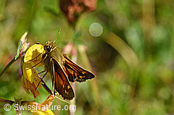 F171739: Weissfleckiger Kommafalter (Hesperia comma) auf Gewöhnlichem Hornklee (Lotus corniculatus)