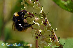 Steinhummel (Bombus lapidarius) an Salbeiblättriger Gamander (Teucrium scorodonia) (F171751)