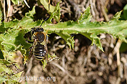 Grosse Harzbiene (Anthidium byssinum) (F171760)