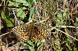 Grosser Perlmuttfalter (Speyeria aglaja) (F171761)