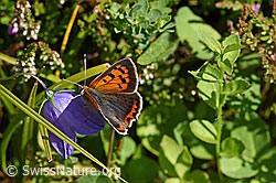 Kleiner Feuerfalter (Lycaena phlaeas) auf Rautenblättriger Glockenblume