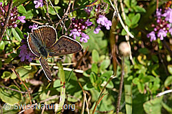 Arznei-Thymian (Thymus pulegioides)