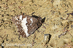 Weisser Waldportier (Brintesia circe) (25.07.2020, F171778)