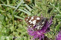 Schachbrett (Melanargia galathea) auf Stängellose Kratzdistel (Cirsium acaule) (25.07.2020, F171792)