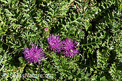 Stängellose Kratzdistel (Cirsium acaule) (25.07.2020, F171798)