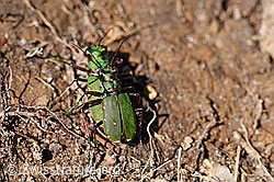 Feld-Sandlaufkäfer (Cicindela campestris) (F171805)