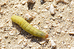 Foto: Schleiermotte (Rhigognostis marmorosella)