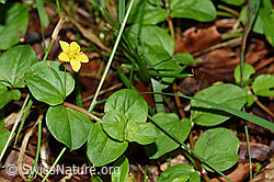 F171834: Hain-Gilbweiderich (Lysimachia nemorum)