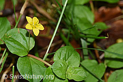 F171835: Hain-Gilbweiderich (Lysimachia nemorum)