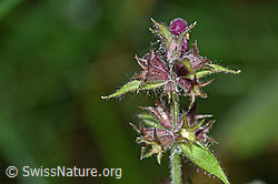 F171837: Wald-Ziest (Stachys sylvatica)