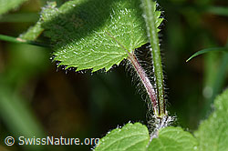F171839: Wald-Ziest (Stachys sylvatica)