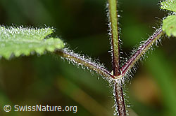 F171840: Wald-Ziest (Stachys sylvatica)