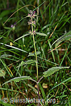 F171841: Wald-Ziest (Stachys sylvatica)