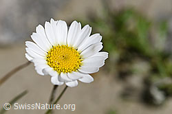 Gewöhnliche Alpenmargerite (Leucanthemopsis alpina) (F171932)