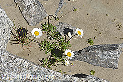 Gewöhnliche Alpenmargerite (Leucanthemopsis alpina) (F171936)