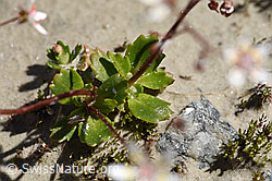 Sternblütiger Steinbrech (Saxifraga stellaris) (F171938)