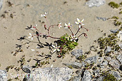 Sternblütiger Steinbrech (Saxifraga stellaris) (F171940)