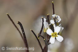Alpen-Gänsekresse (Arabis alpina) (07.2020, F171943)