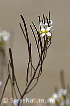 Alpen-Gänsekresse (Arabis alpina) (07.2020, F171944)
