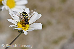 Gewöhnliche Alpenmargerite (Leucanthemopsis alpina)